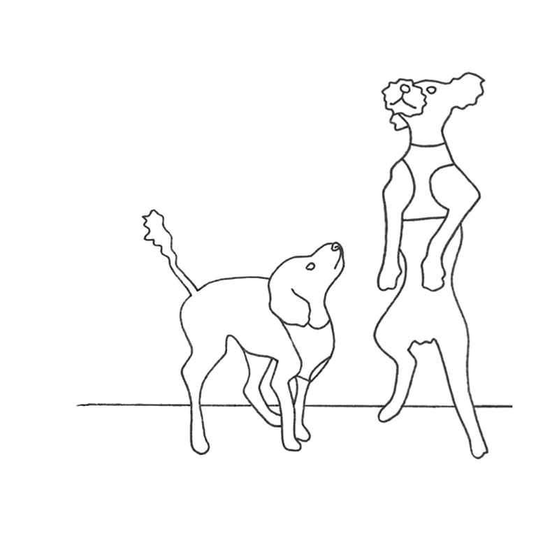 Simple line drawing of two toy poodles. One on the right jumping up on his two back legs and the other is beside him looking up and getting ready to jump up too. 